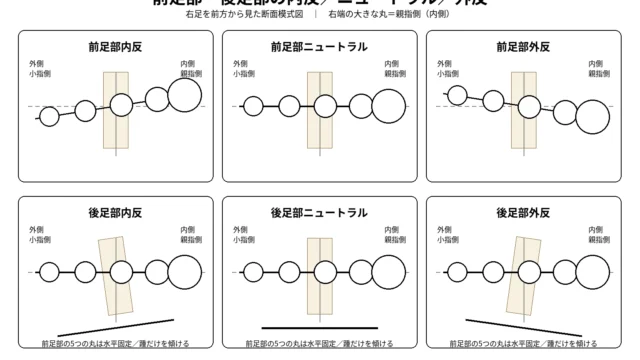 前足部内反と前足部外反における後足部との位置関係