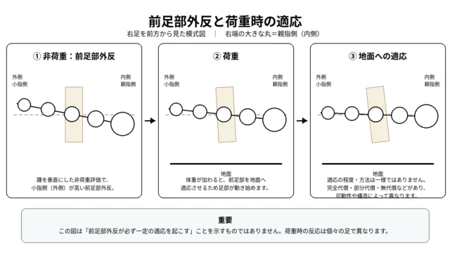 前足部外反と荷重時の適応を示す図
