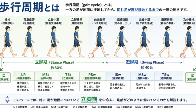 歩行周期の立脚期と遊脚期を示した歩行動作の流れ