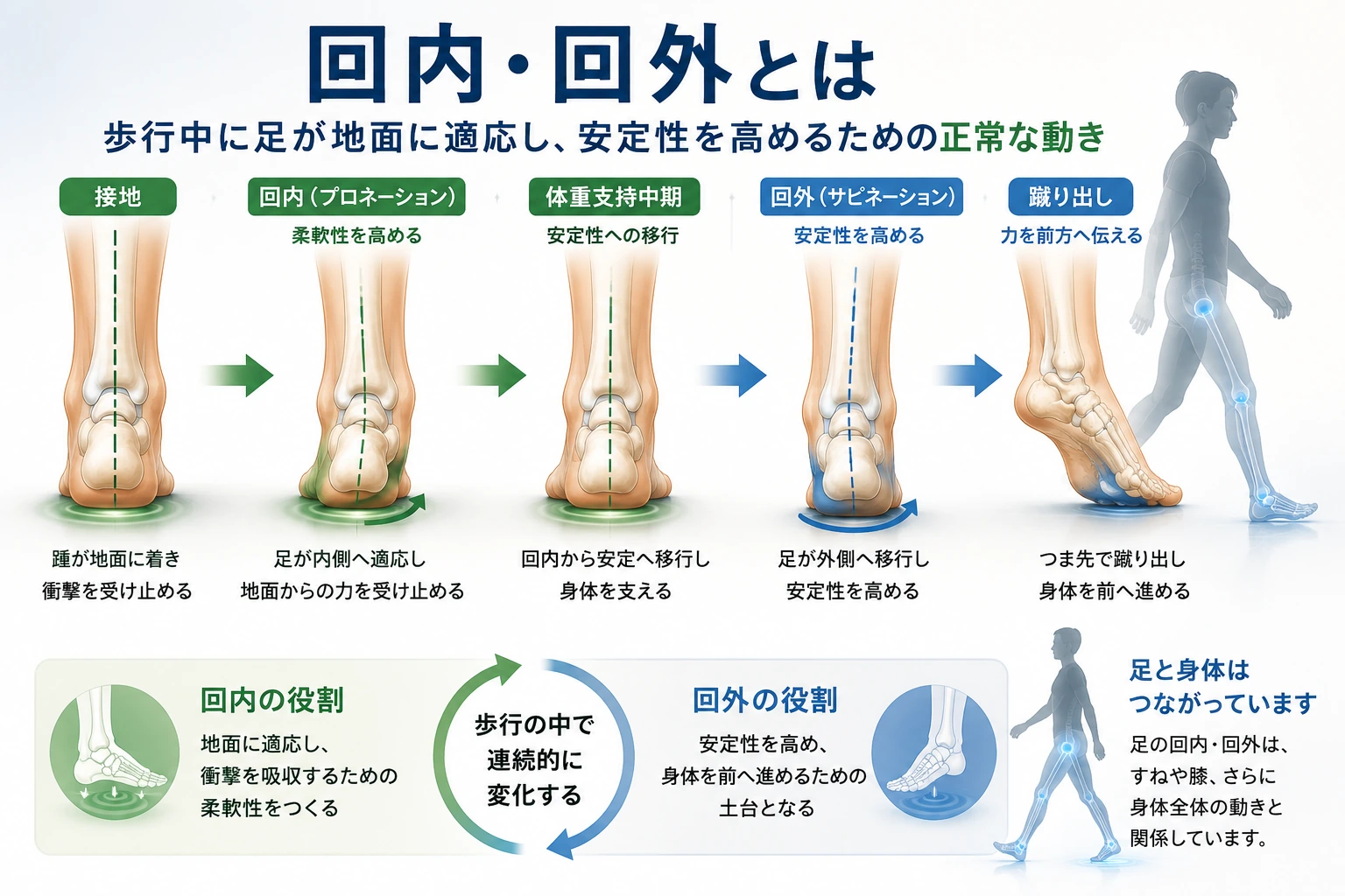 歩行中の回内と回外による足の柔軟性と安定性の変化