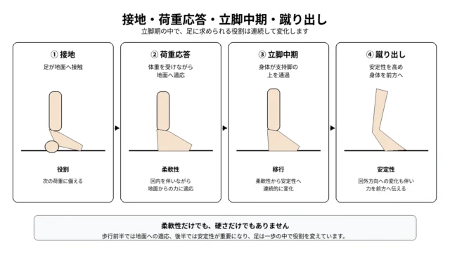 接地から荷重応答と立脚中期を経て蹴り出すまでの足の働き